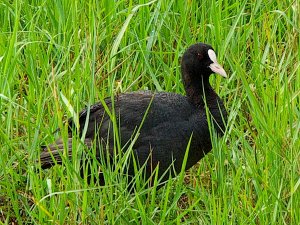 Common Coot