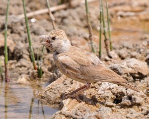 Female black-crowned finch-lark