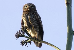 Burrowing Owl