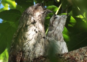 Northern Potoo