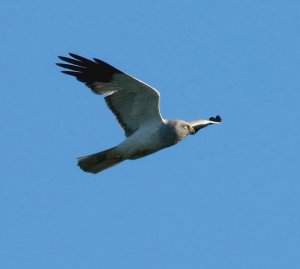 Hen Harrier