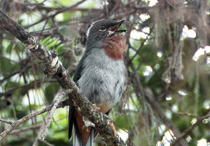 Rufous-throated Solitaire