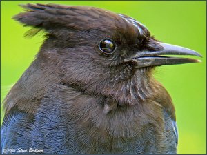 Steller's Jay