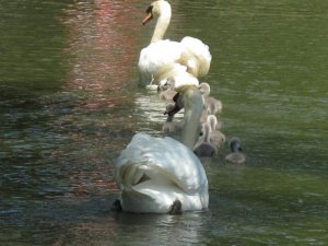 Mute Swans, and Cygnets