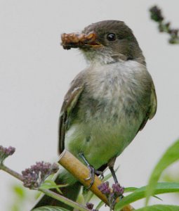 Eastern Phoebe with dinner