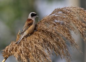 Penduline Tit