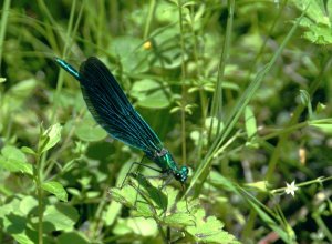 Beautiful Demoiselle