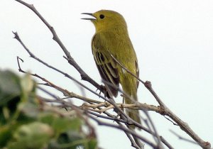 Yellow Warbler (D.p.chlora)