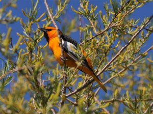 Bullock's Oriole