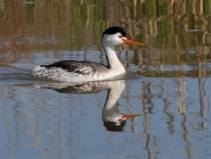 Clark's Grebe