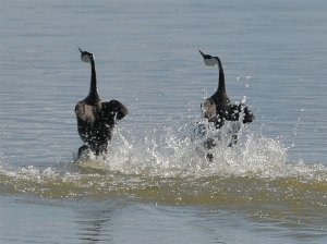 Western Grebes