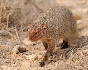 Asian mongoose