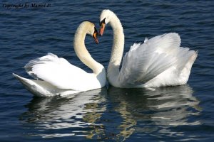 Swans Love