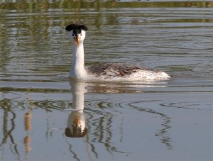 Clark's grebe having a bad hair day.