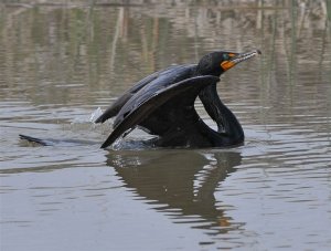 double-crested cormorant