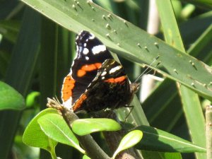 Red Admiral