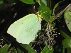 Cleopatra's Brimstone