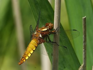 Broad-bodied Chaser