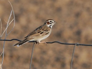 lark sparrow