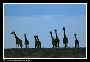 Giraffe silouette