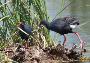 Purple Swamp Hen