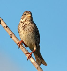 Corn Bunting