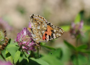 Another painted lady
