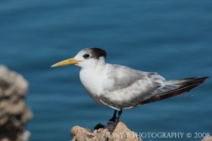 Crested Tern (4)pb.bf