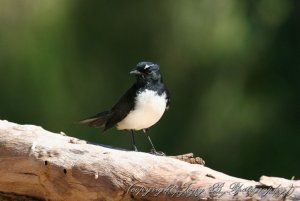 Willy Wagtail (3)