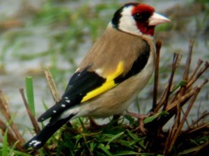 goldfinch