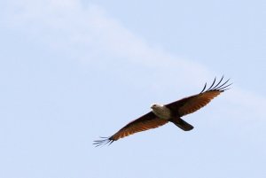 Brahminy Kite