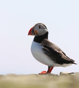 Puffin Poser