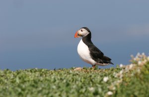 Puffin 3