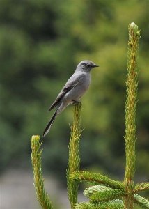 Townsend's solitaire