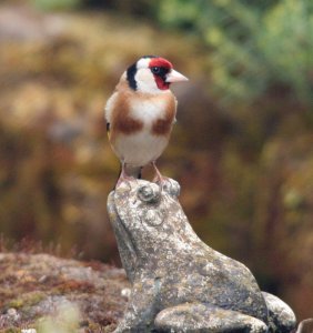 Goldfinch on frog