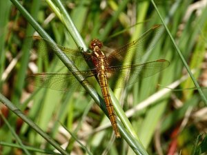 Keeled Skimmer