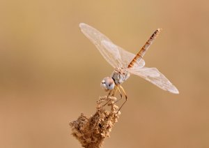 Black Pennant