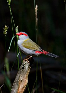 Red-browed Firetail Finch