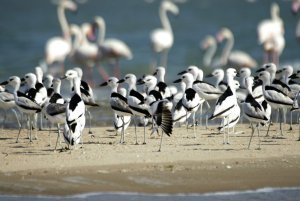 Crab Plover