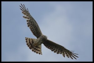 Female Northern Harrier