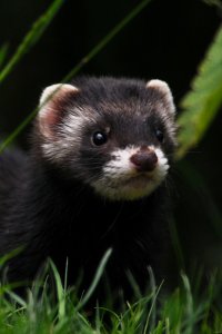 Elusive European Polecat