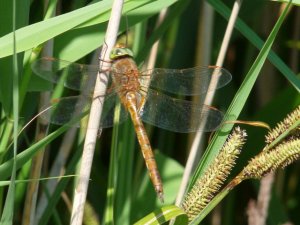 Norfolk Hawker