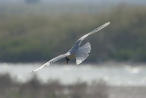 Med Gull