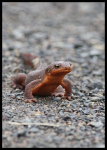 A Newt is Watching You :)