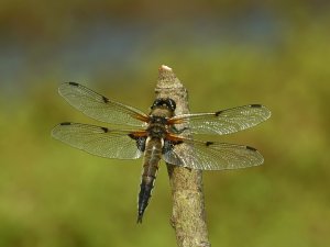 Four-spotted Chaser