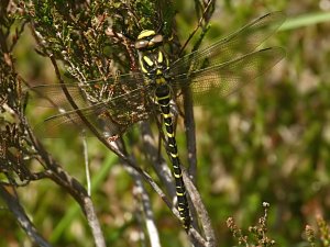 Golden-ringed Dragonfly