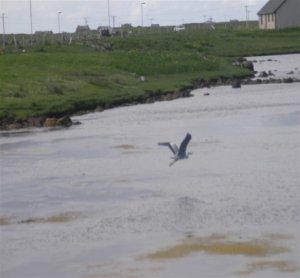 Heron Flying