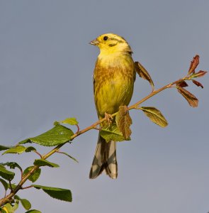 Yellowhammer