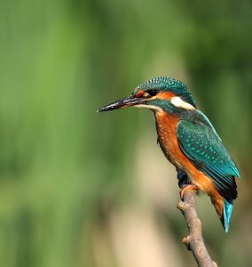 Kingfisher