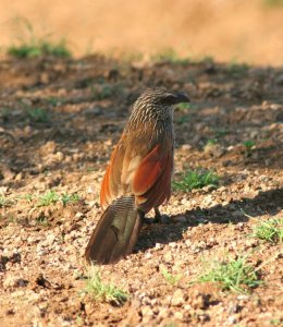 White Browed Coucal